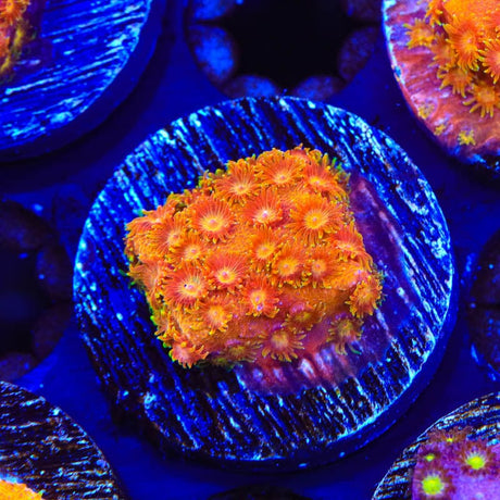 TSA Hi-C Cyphastrea Coral