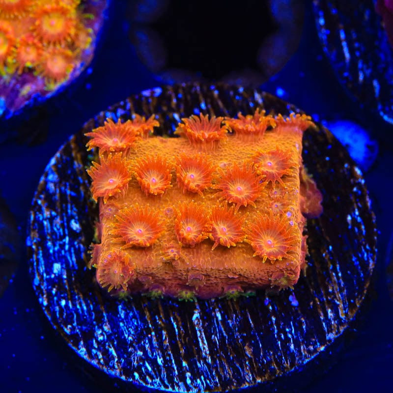 TSA Hi-C Cyphastrea Coral