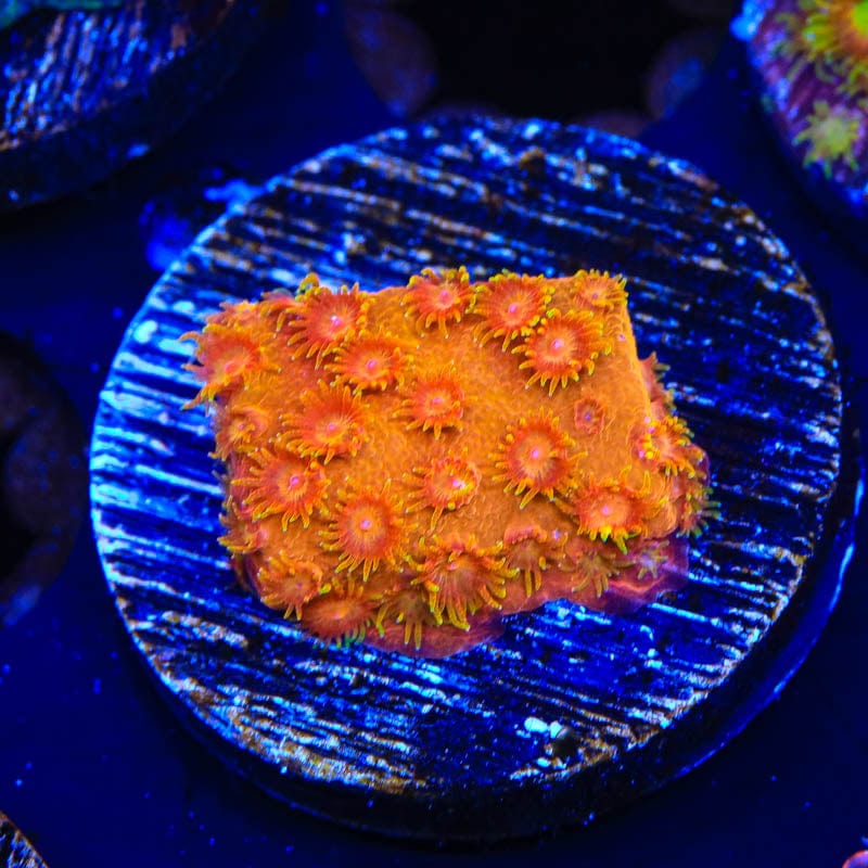 TSA Hi-C Cyphastrea Coral