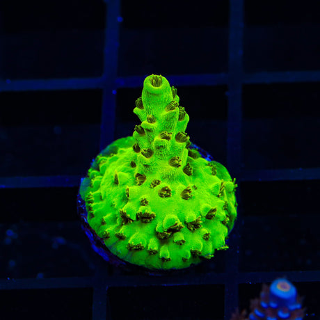 TSA High Beam Acropora Coral
