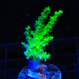 TSA Highlighter Finger Leather Coral