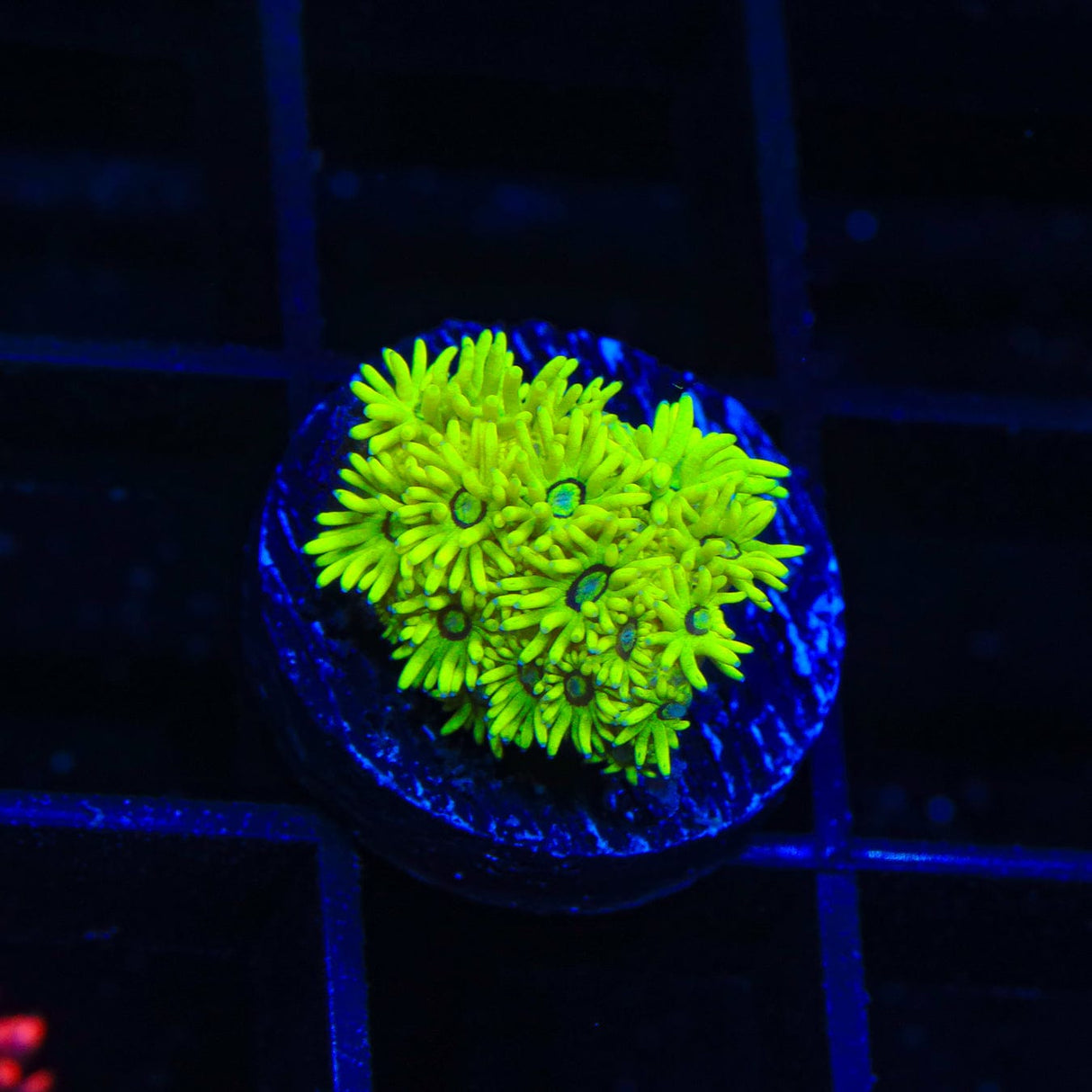 TSA Highlighter Goniopora Coral