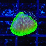 TSA Highlighter Grape Diaseris Plate Coral