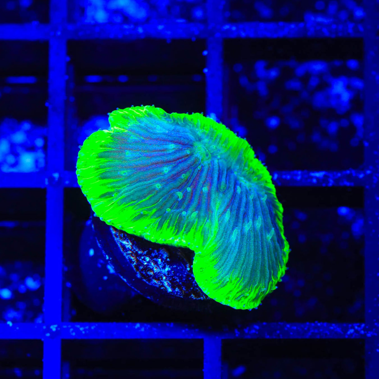 TSA Highlighter Grape Diaseris Plate Coral