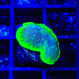 TSA Highlighter Grape Diaseris Plate Coral
