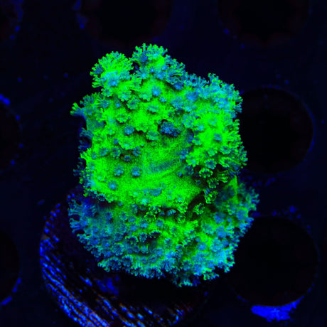 TSA Highlighter Leather Coral