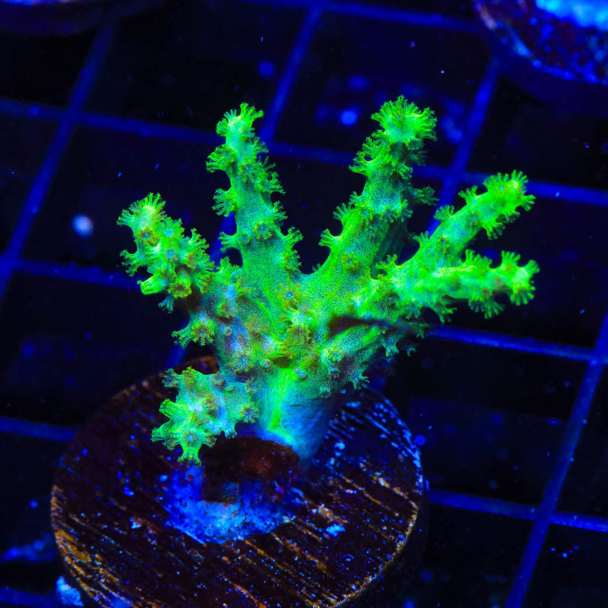TSA Highlighter Leather Coral