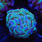 TSA Hologram Hammer Coral