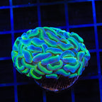 TSA Hologram Hammer Coral
