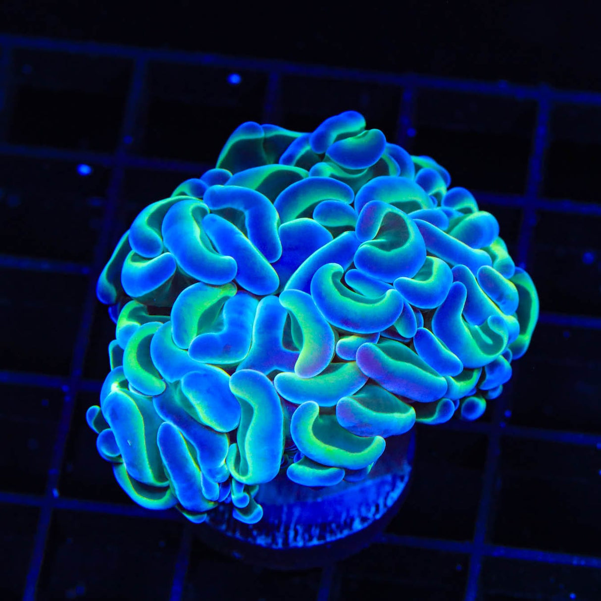 TSA Hologram Hammer Coral