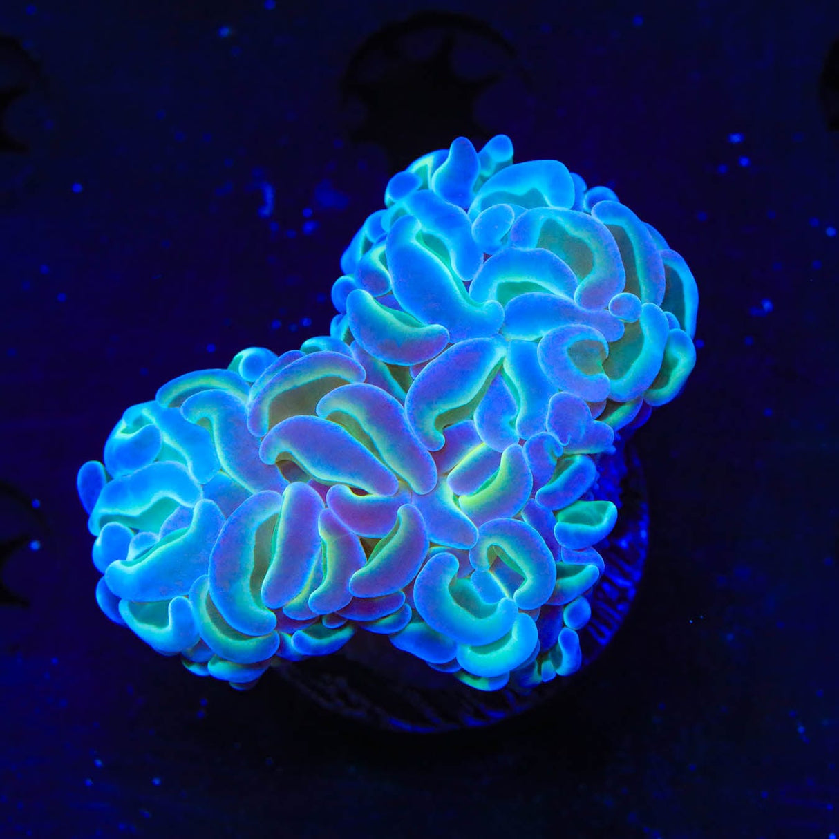TSA Hologram Hammer Coral