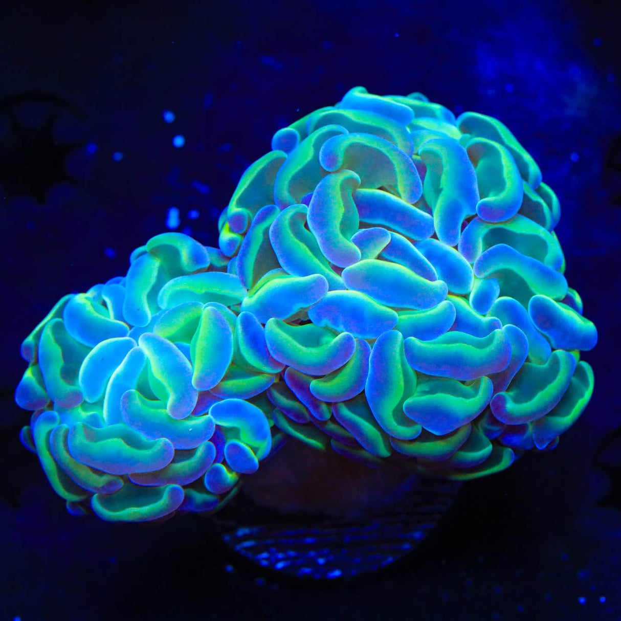 TSA Hologram Hammer Coral