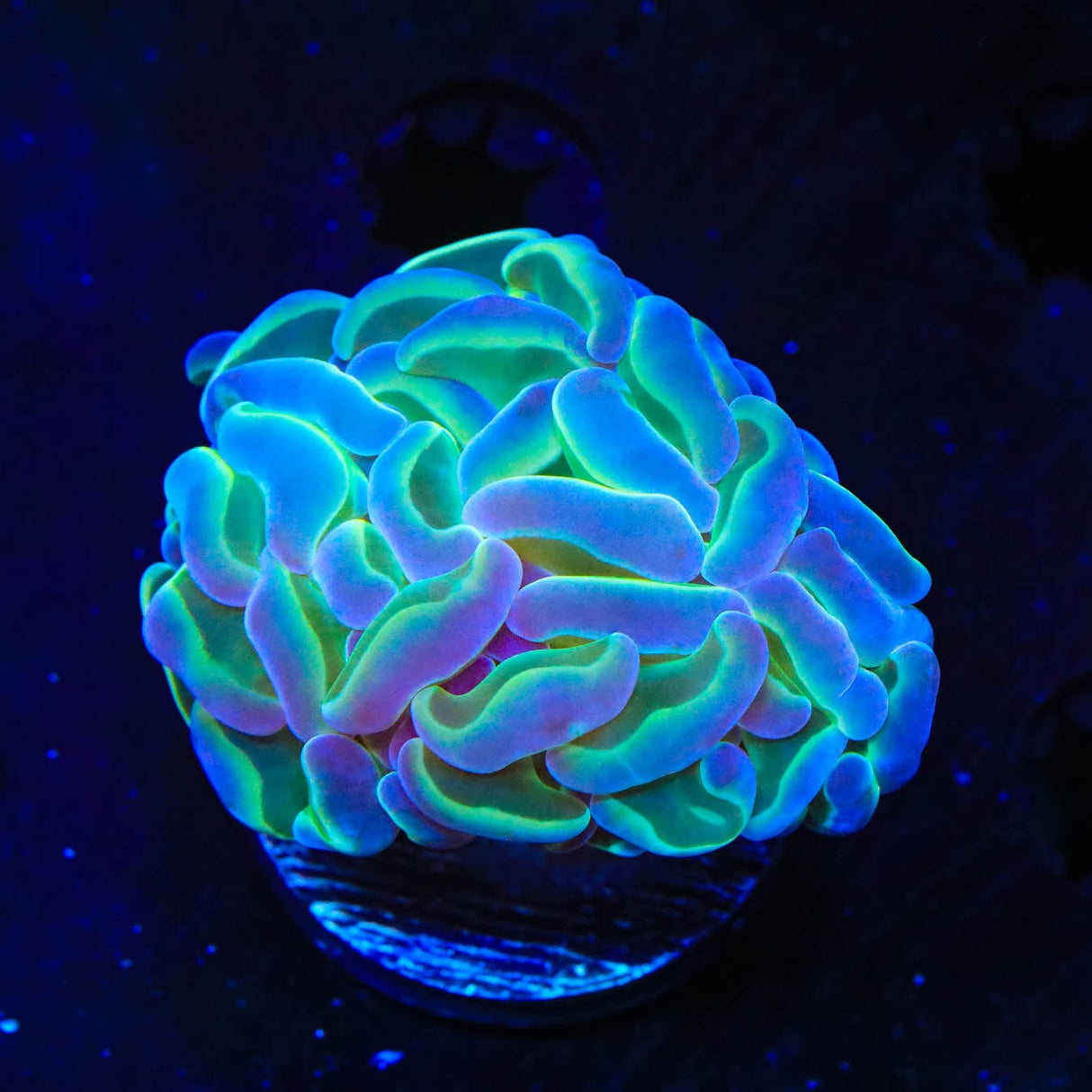 TSA Hologram Hammer Coral