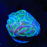 TSA Hologram Hammer Coral