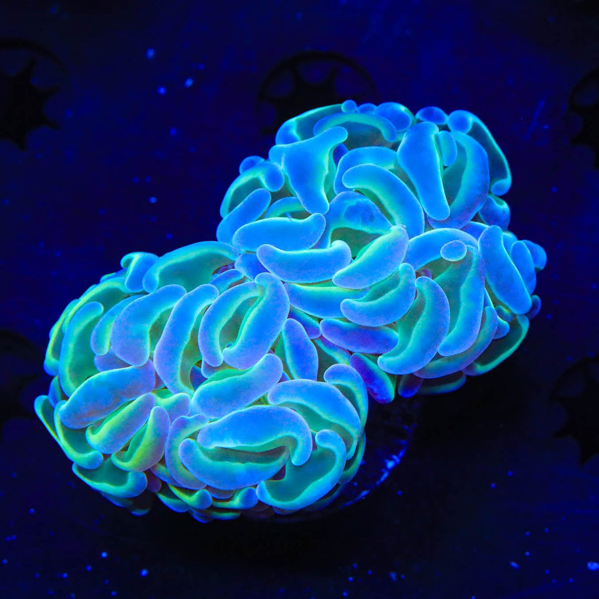 TSA Hologram Hammer Coral