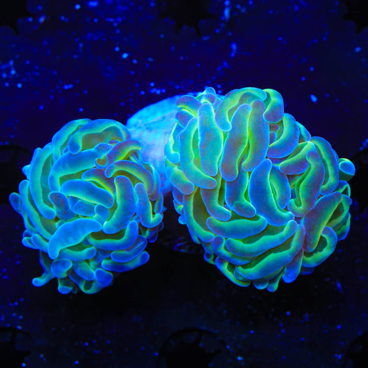 TSA Hologram Hammer Coral