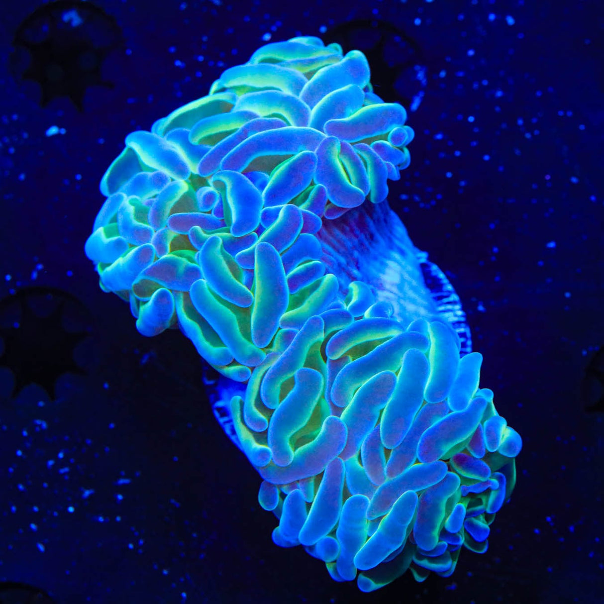 TSA Hologram Hammer Coral