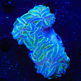 TSA Hologram Hammer Coral