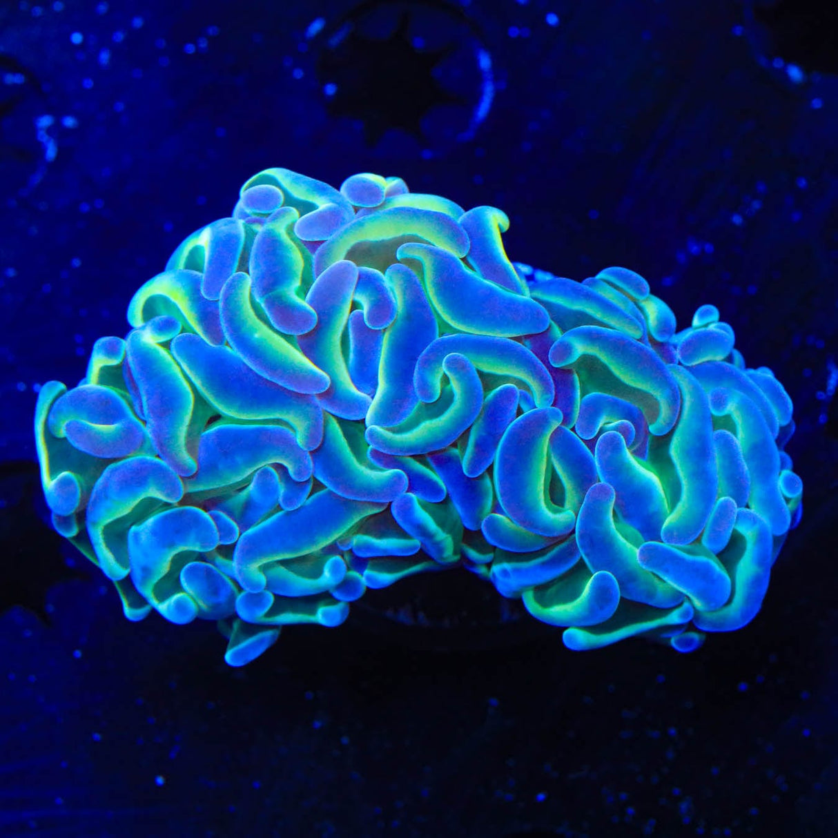 TSA Hologram Hammer Coral