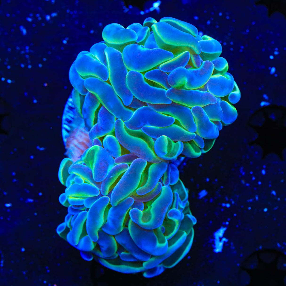 TSA Hologram Hammer Coral