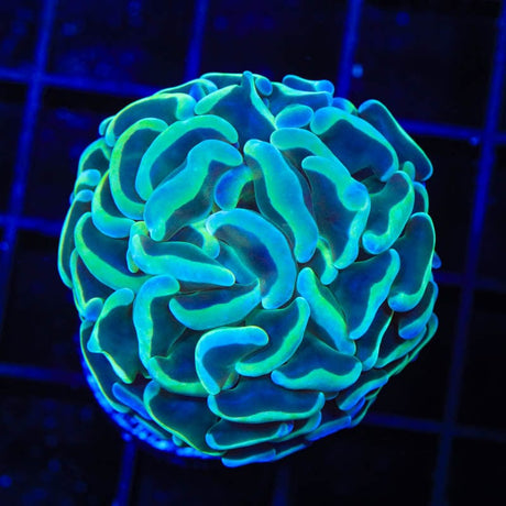 TSA Hologram Hammer Coral
