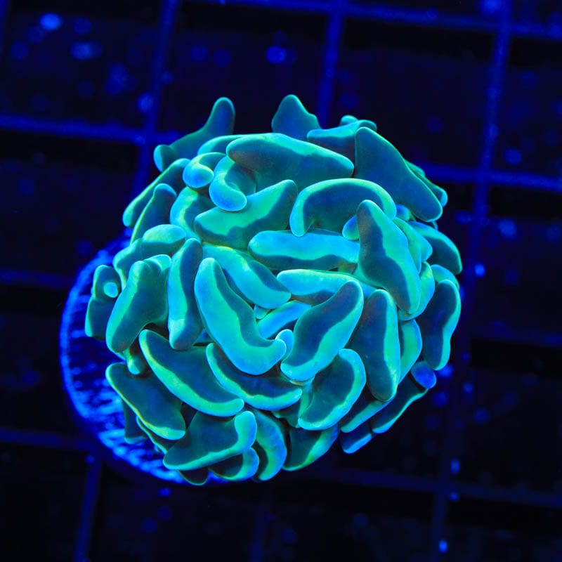 TSA Hologram Hammer Coral