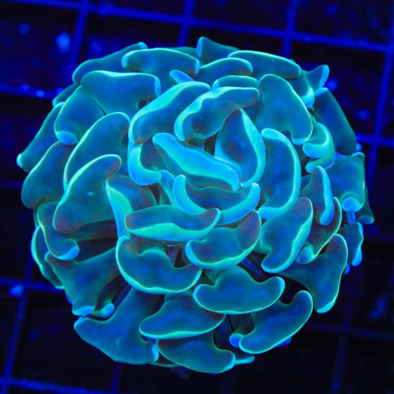 TSA Hologram Hammer Coral