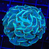 TSA Hologram Hammer Coral