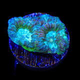 TSA Holographic Favia Coral