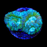 TSA Holographic Favia Coral