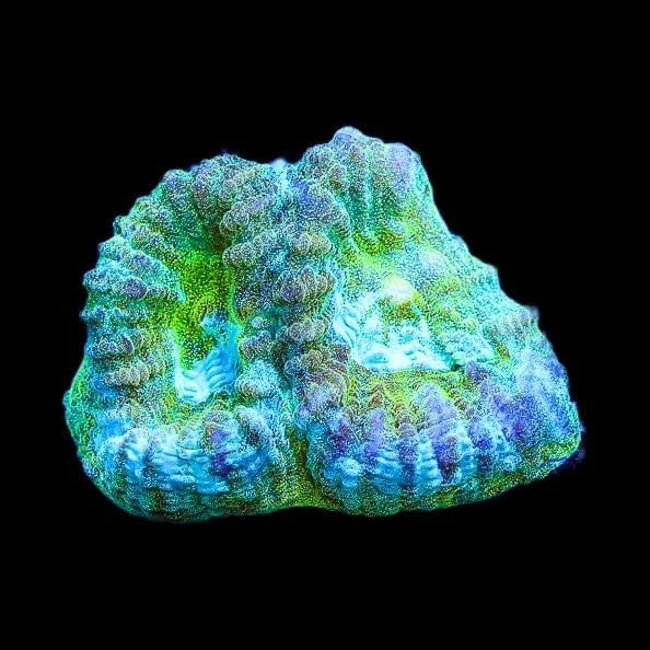 TSA Holographic Favia Coral