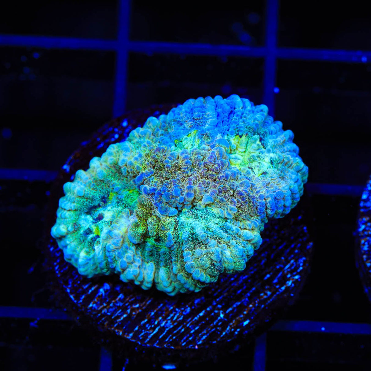 TSA Holographic Favia Coral
