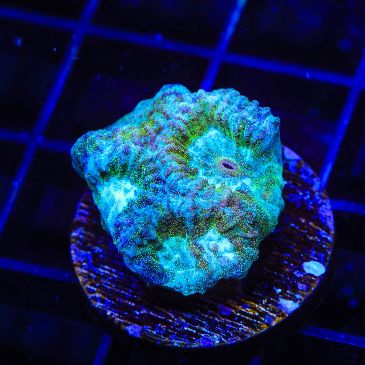 TSA Holographic Favia Coral
