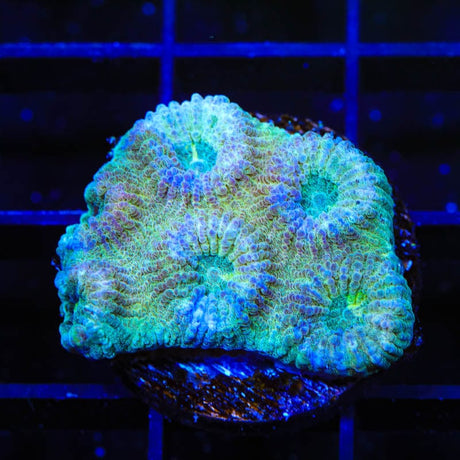 TSA Holographic Favia Coral