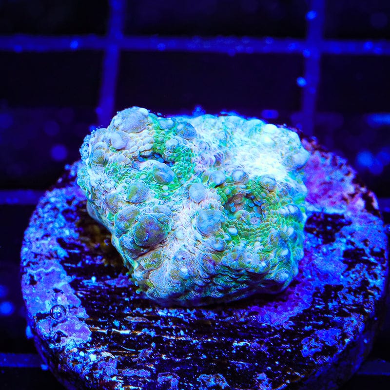 TSA Holographic Favia Coral
