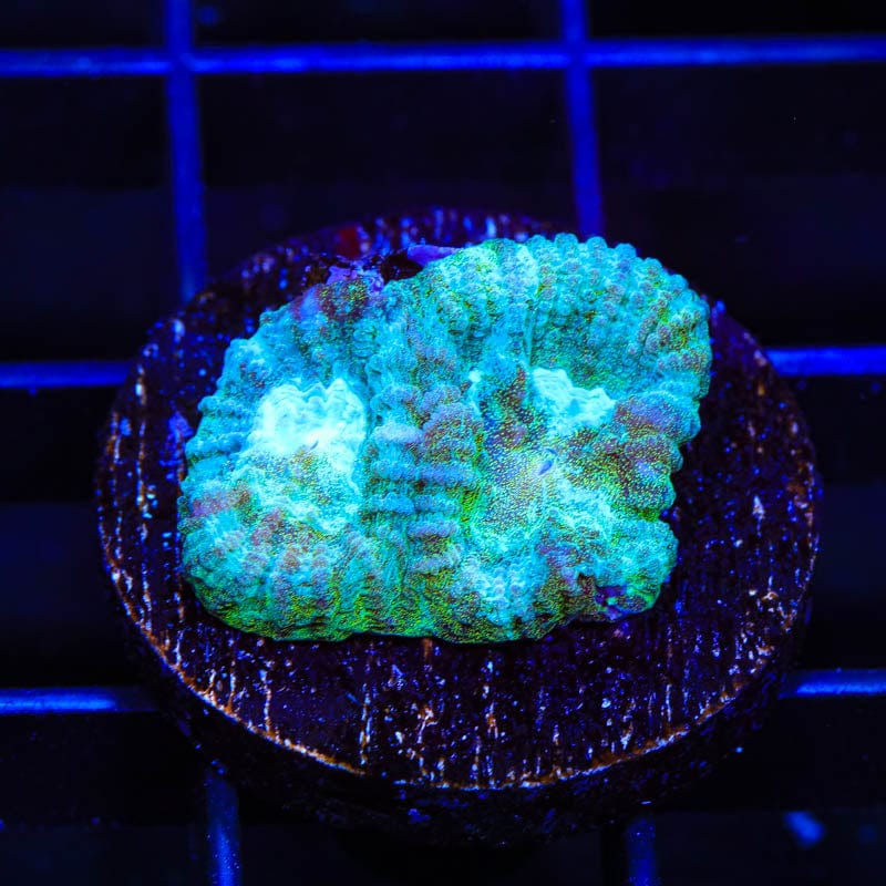 TSA Holographic Favia Coral