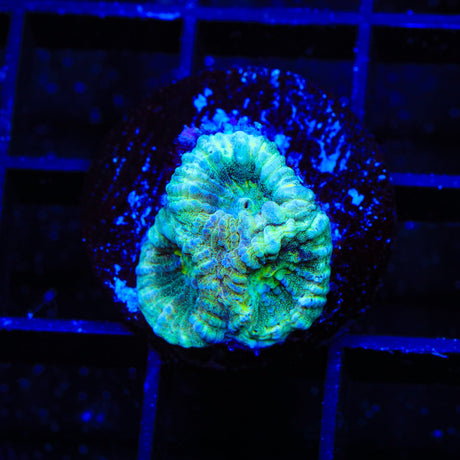 TSA Holographic Favia Coral