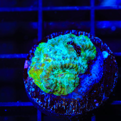 TSA Holographic Favia Coral