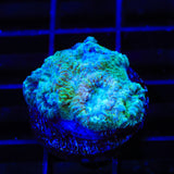 TSA Holographic Favia Coral