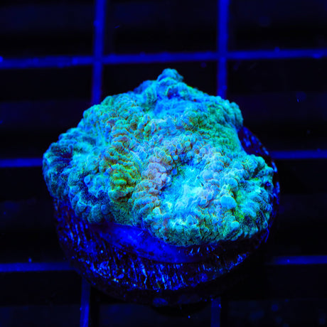 TSA Holographic Favia Coral