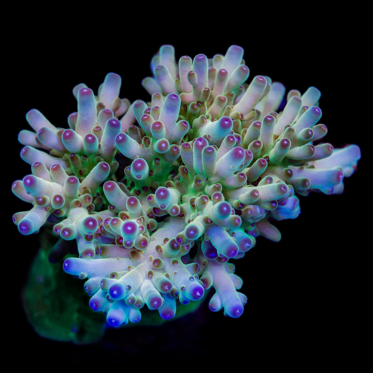 TSA Holy Diver Acropora Coral