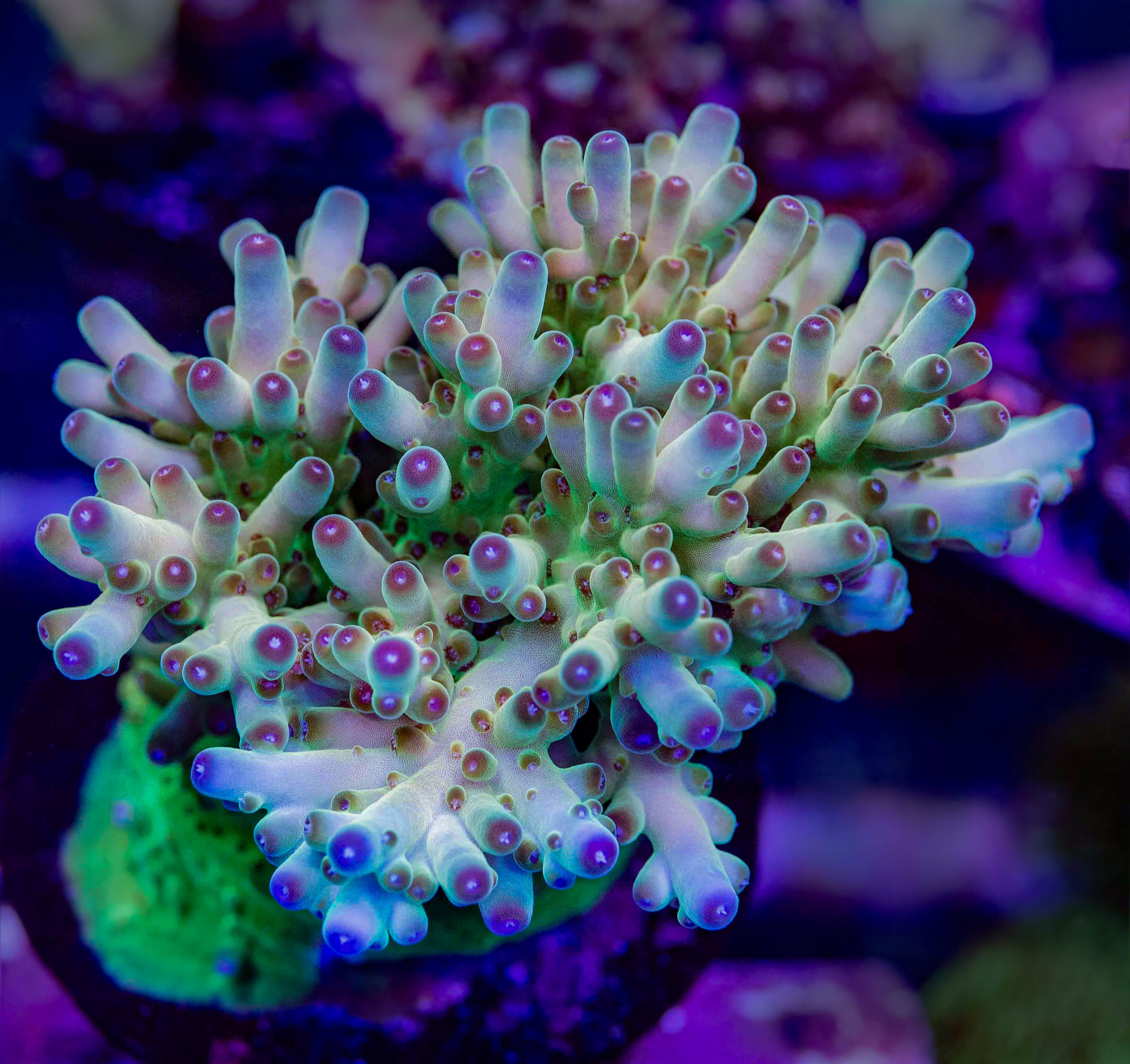 TSA Holy Diver Acropora Coral – Top Shelf Aquatics