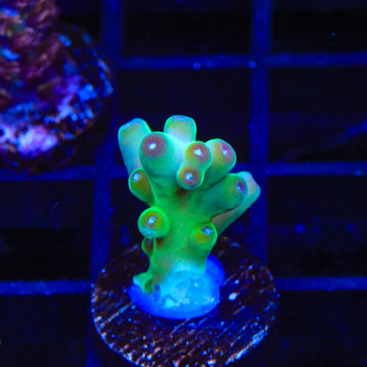 TSA Holy Diver Acropora Coral