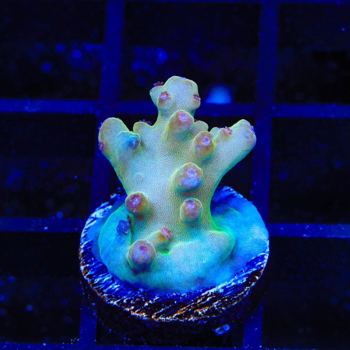TSA Holy Diver Acropora Coral
