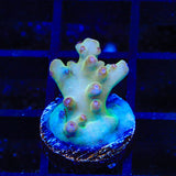 TSA Holy Diver Acropora Coral