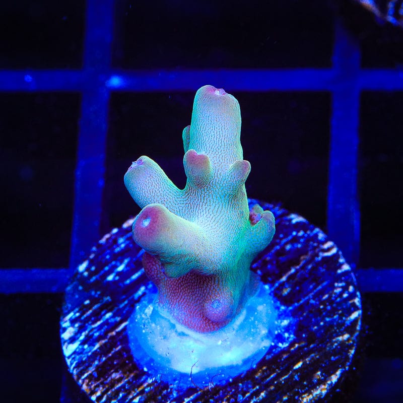 TSA Holy Diver Acropora Coral