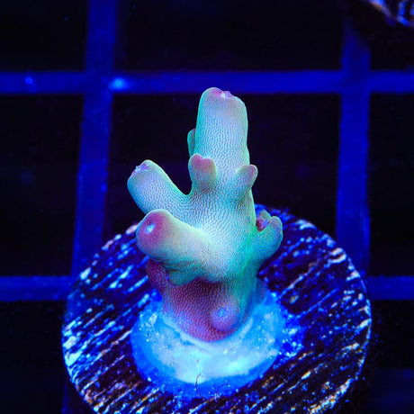 TSA Holy Diver Acropora Coral