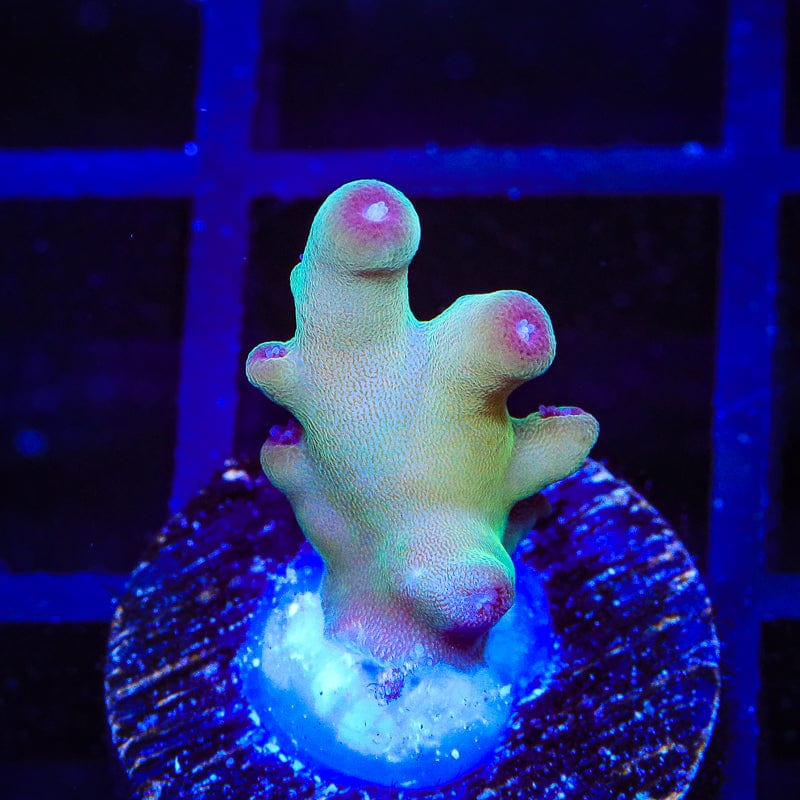 TSA Holy Diver Acropora Coral