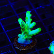 TSA Holy Diver Acropora Coral