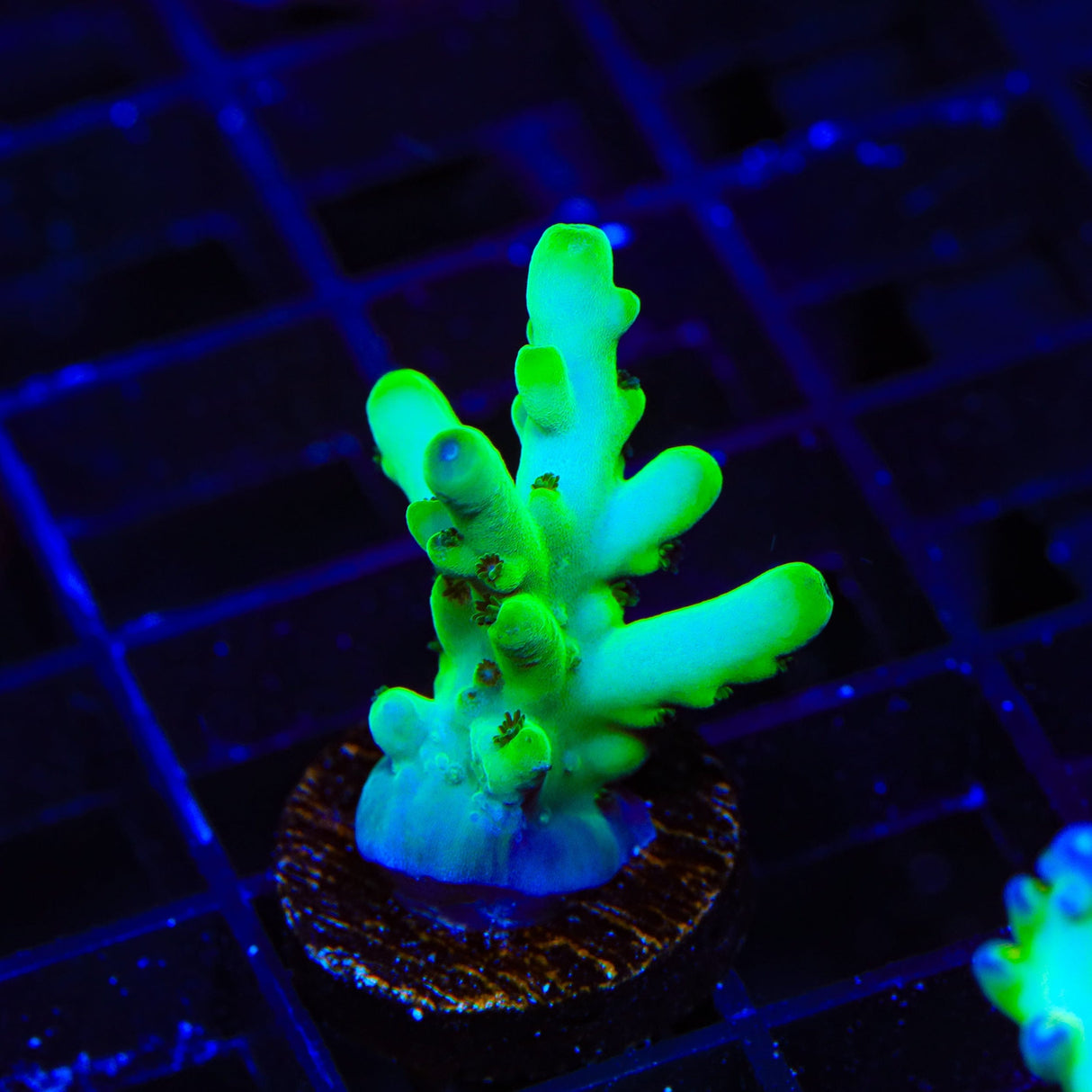 TSA Holy Diver Acropora Coral
